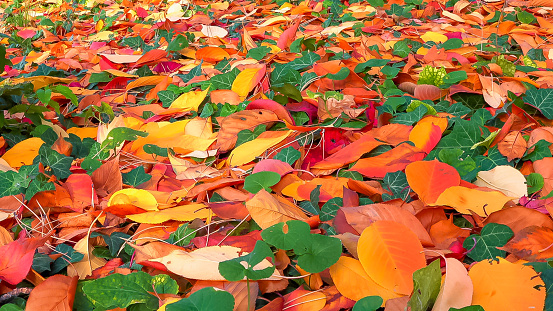 Beautiful red-yellow cherry and sakura leaves fallen to the ground in autumn