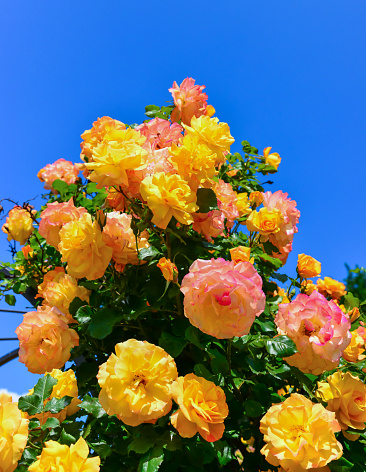 Yellow flowers of a decorative rose against a background of blue sky in the botanical garden in Odessa, Ukraine