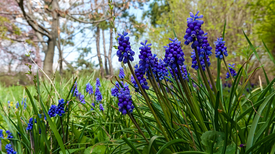 Muscari botryoides - group of plants with blue cluster-shaped flowers, Ukraine