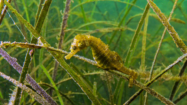 short-snouted seahorse (hippocampus hippocampus) in the thickets of sea grass zostera. black sea. odessa bay. - snouted photos et images de collection