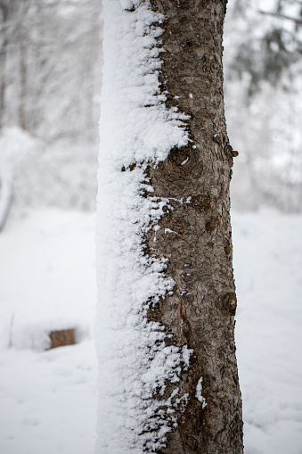 Tree trunk in winter with one side covered with snow. Snowfall