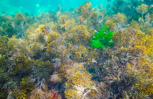 Thickets sea algae Cystoseira barbata in the coastal zone of the sea