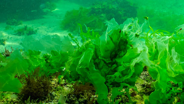 istock Green algae on the seabed (Ulva, Enteromorpha, Cladophora). Underwater landscape 1956231462