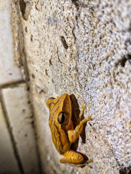 istock A striped tree frog with the Latin name Polypedates megacephalus attached 1956244002