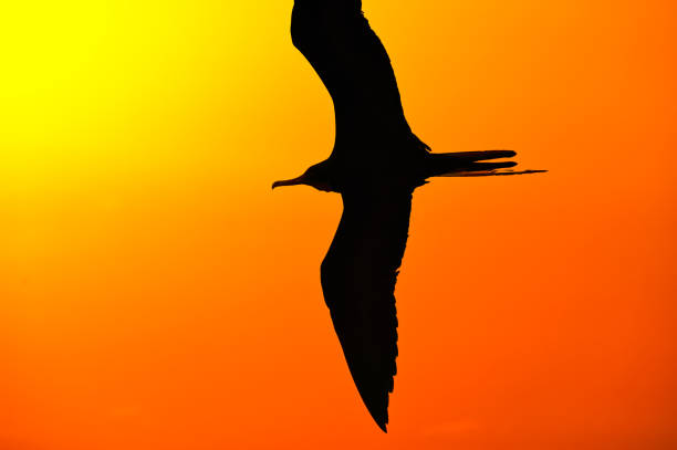 istock Bird Flight Silhouette Colorful Inspirational Flying Soaring Freedom Sunset Background Image 1956247649