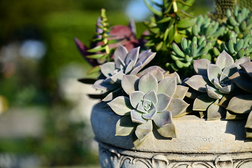 Selective focus on the succulent plants. Close-up of succulent plants in the garden against the blurred background.
