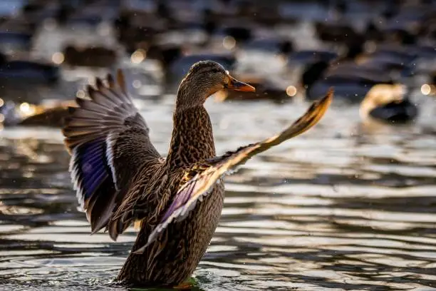 Photo of Duck flapping its wings in the water