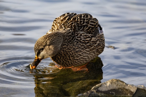 A duck swimming around in a pond