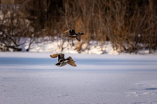 A pair of ducks flying over a frozen pond