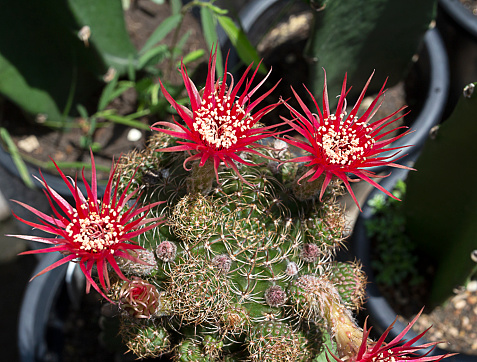 group of textured surface of red and green cactus flower in Aruba island