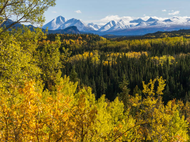 istock Autumn Landscape at Denali National Park, Alaska 1956280714