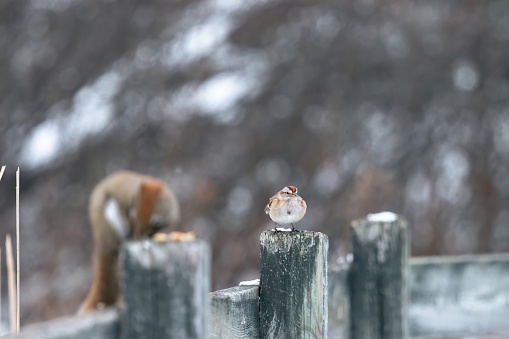 a squirel looking for food on a post