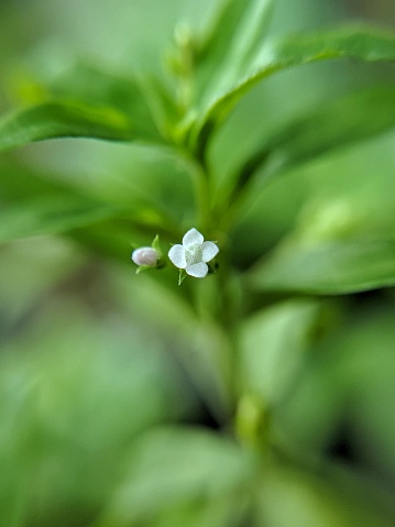 Oldenlandia is a wild grass plant that belongs to the Rubiaceae family and is known by the regional names elbow grass, pearl leaf, and snake's tongue.