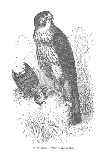A Kestrel Falcon, and baby, A Vintage Antique Engraving Illustration A vintage antique engraving illustration, of a  Kestrel Falcon, and her young, from the book Our Living World, A Natural History, published 1885. falco columbarius stock illustrations