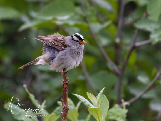 istock Male White-crowned Sparrow in Alaska 1956331646