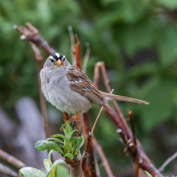 Male White-crowned Sparrow in Alaska