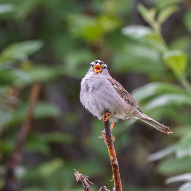 istock Male White-crowned Sparrow in Alaska 1956342108