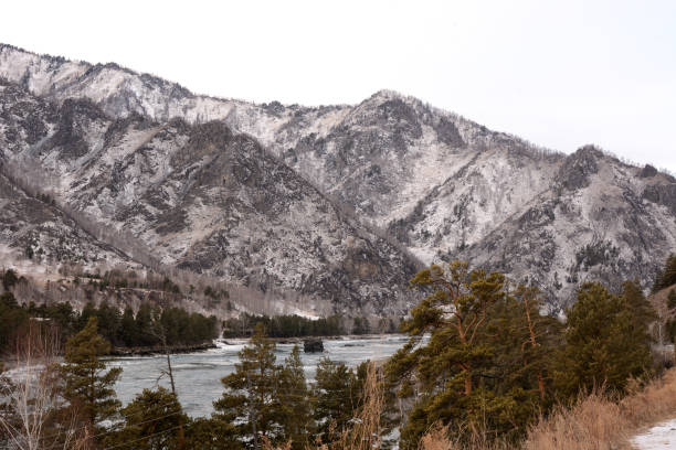 view through young pine trees to a beautiful frozen river flowing at the foot of high snow-capped mountains on a winter day. - photography branch tree day imagens e fotografias de stock