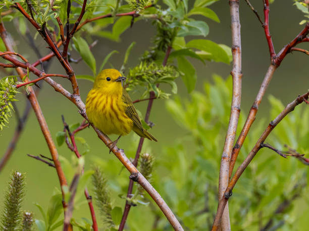istock A Male Yellow Warbler 1956376520