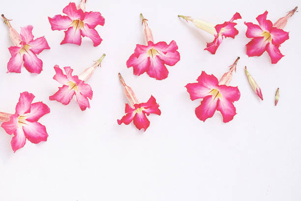 Gently pink flowers arranged on white.