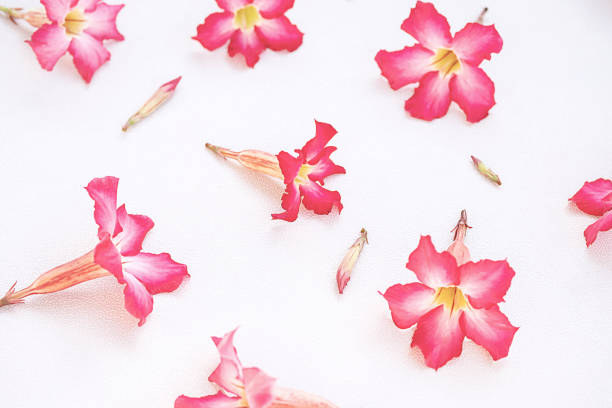 istock Pink flowers background. Floral arrangement. 1956381235