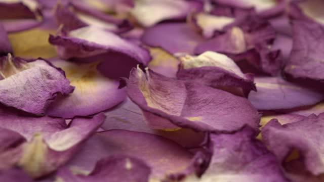 Dried purple rose petals, background