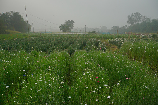 Multi-coloured aster flower garden of khirai, West bengal, India in full bloom. Huge cultivation of flowers to be exported in different foreign countries and generate huge earning for flower farmers.