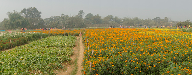 Panoramic view of orange marigold flowers at valley of flowers, Khirai,West Bengal,India. Flowers are harvested here for sale. Tagetes, herbaceous plants, family Asteraceae, blooming yellow marigold.