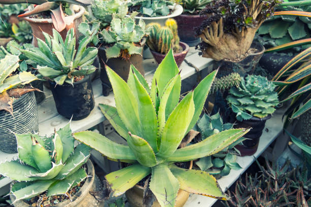 istock Close-up of agave plant. 1956453307