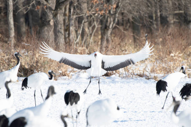 istock Japanese Crane landing 1956455370
