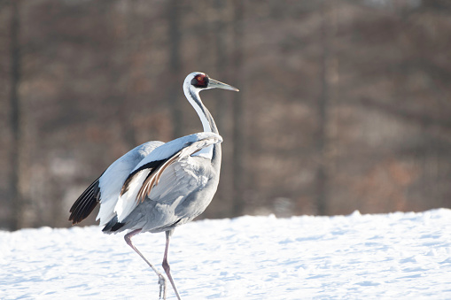 White-naped Crane flapping on snow