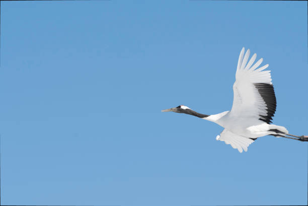 Japanese Crane flying in blue sky