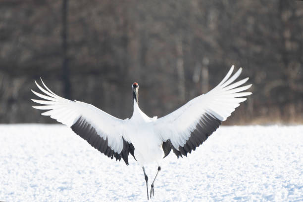 istock Japanese Crane landing 1956456944