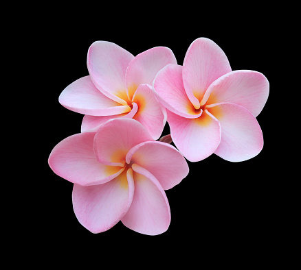 Plumeria or Frangipani or Temple tree flower. Close up single pink-red plumeria flowers isolated on black background.
