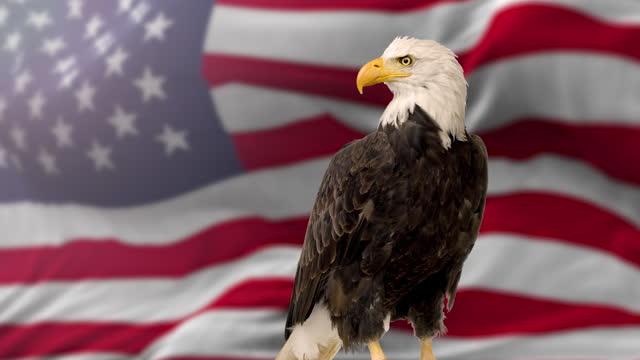 4K video of Bald Eagle with Flag United States of America