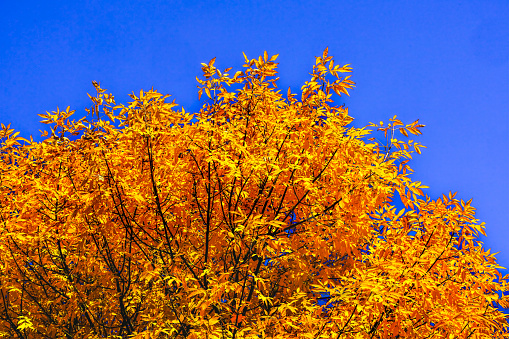 Colorful Orange Fall Leaves Ash Tree Autumn Front Street Issaquah Washington United States
