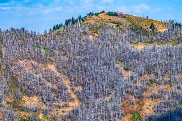 istock Dead Trees Wildfire Aftermath Crystal Mountain Lookout Pierce County Washington 1956487546