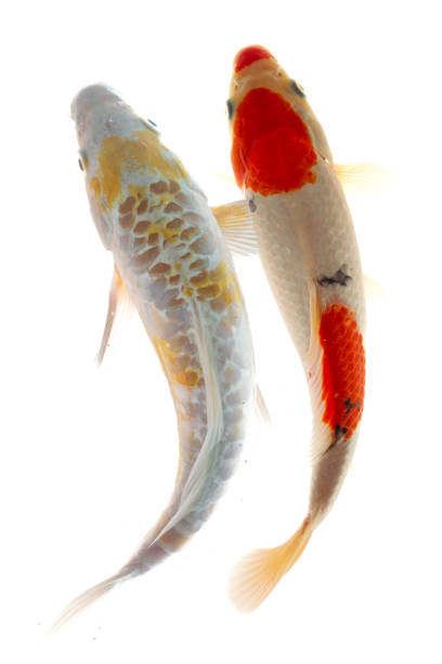 istock Koi fish isolated on the white background, 1956500377