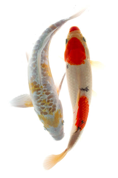 istock Koi fish isolated on the white background, 1956500381