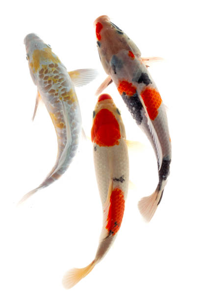 istock Koi fish isolated on the white background, 1956501407