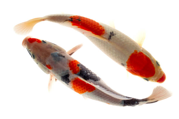 istock Koi fish isolated on the white background, 1956501915
