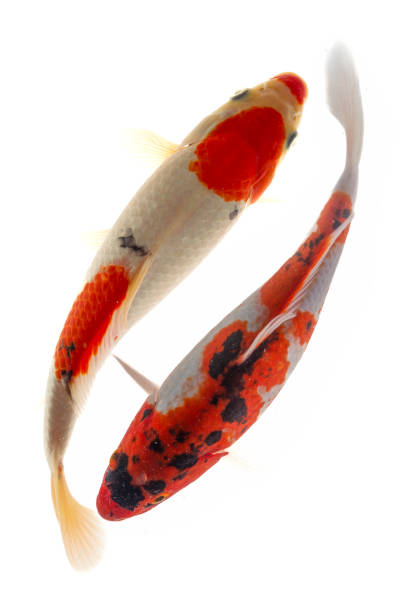 istock Koi fish isolated on the white background, 1956501916