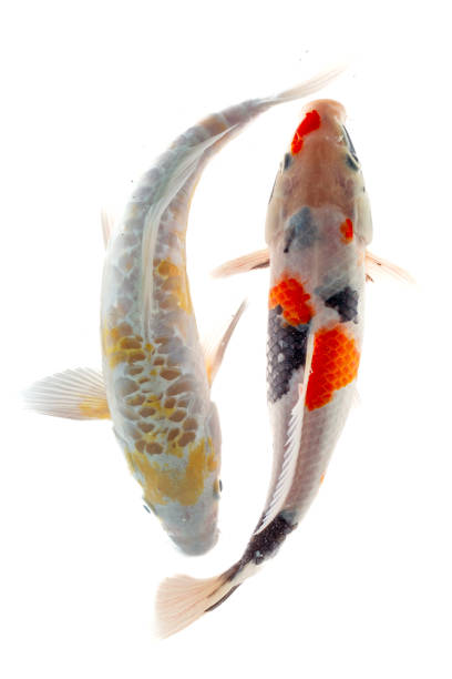 istock Koi fish isolated on the white background, 1956501917