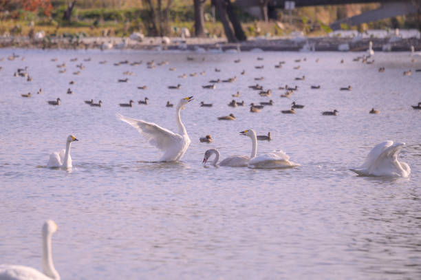Swan flying site in Niigata, Japan