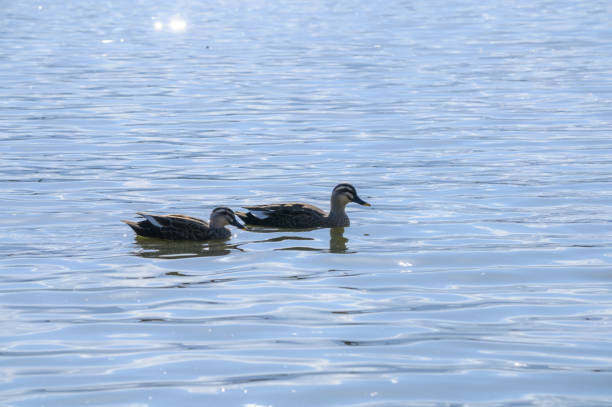 Birds of Niigata Prefecture, Japan
