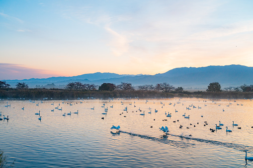 Swan flying site in Niigata, Japan