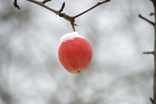 A peaceful winter scene with a red apple hanging from a tree branch and lightly dusted with snow