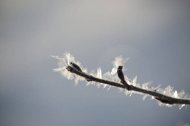 Frosted tree branch against a soft, grayish-blue without any clouds sky. The branches are adorned with a variety of delicate frost crystals and ice formations, suggesting a cold winter