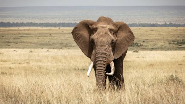 istock African Elephant Roaming the Savannah 1956522811