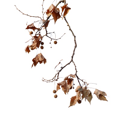 Winter withered plane tree branch with brown leaves and seed balls isolated on white background
